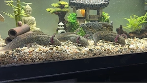 Junge Axolotl 