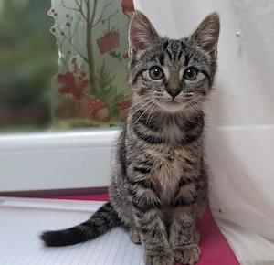 Katze, Kitten, Mädchen 