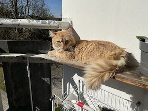 Wünderschön Kater 