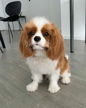 Cavalier King Charles Spaniel zur Adoption