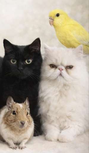 Kater und Katze in liebevolle Hände abzugeben   