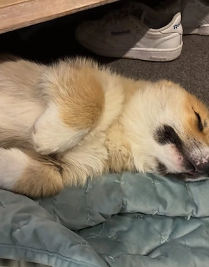    Pembroke Welsh Corgi   Liebevoller Familienbegleiter