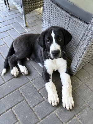 Kangal Bernadiner Mix Rüde