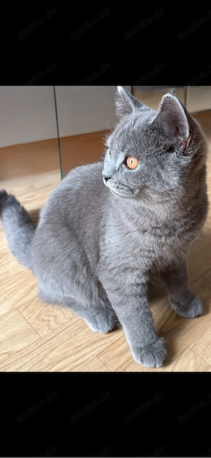 Babykatzen. bkh Kitten Katzenbaby blue(grau)