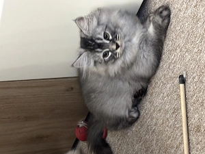 Baby BLH mix Kätzchen 