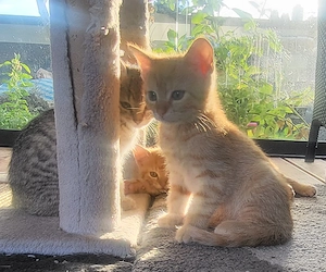 Babykatzen Kitten Kätzchen 