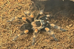 Vogelspinne - Brachypelma hamorii