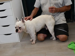 Charlie sucht sein Zuhause (noch auf Sardinien)