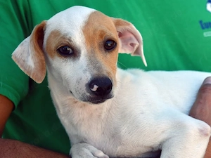 Snoopy sucht sein Zuhause (noch auf Sardinien)