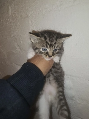Türkische Angora Mix Katzenbabys in liebevolle Hände 