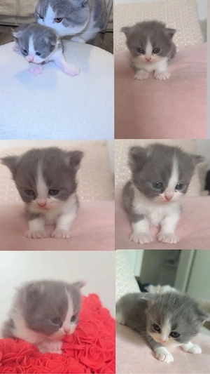 katze kayze