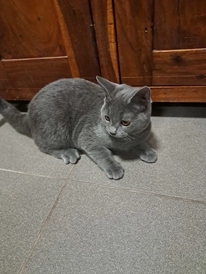 Russisch Blau Katze Kitte