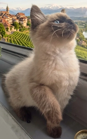 Süßer Ragdoll Seal Point Kater - 3 Monate - Abgabebereit