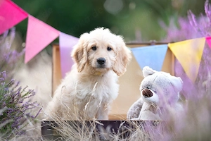 Goldendoodle Welpen medium
