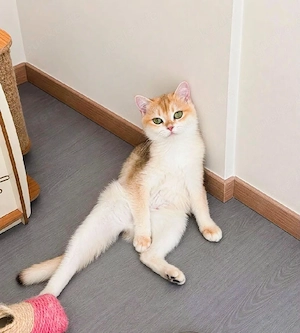 BKH goldene kittens