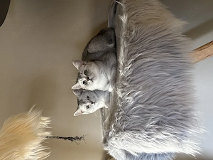 Bkh Kitten 4 Monate alt 