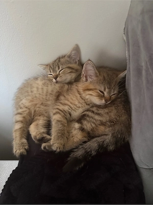 Zwei süße Katzen zum verkaufen