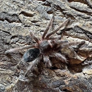 Vogelspinne - Grammostola anthracina 0.1