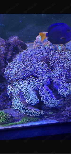 goldene Euphyllia + mehr als 10 Fische