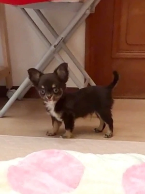 Chihuahua kurzhaar & langhaar
