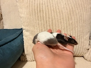 verkaufe Meine 6 Farb maus mädchen 