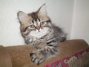  Reinrassige Perserkitten, Perserkätzchen, Perserbaby (weiblich)