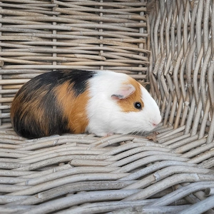 Süße kleine Meerschweinchen Böckchen suchen Zuhause 