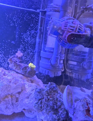 Komplettes Meerwasseraquarium (160L, 100x40x40 cm)   Hobbyaufgabe inkl. Besatz, Korallen & Technik