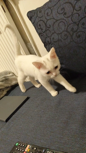 kater sucht neues zu hause 