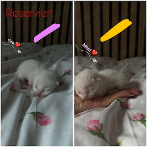 6 süße EKH BKH-Mix Kitten suchen ein liebevolles Zuhause