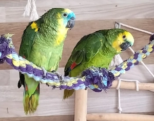 Pärchen Blaustirnamazonen 