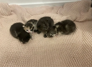 4 liebevolle Babykatzen suchen ein neues Zuhause   