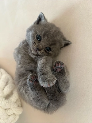 Britisch Kurzhaar Kitten