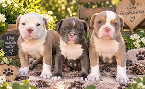 Bezaubernde New English Bulldog Welpen (Familienhund) suchen Traumplatz !!