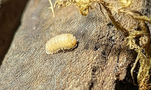 Asseln: Cubaris, Porcellio, Christarmadillium, Armadillidium