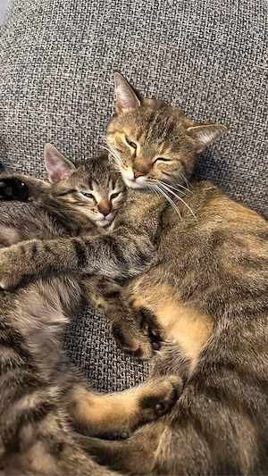 katzenbaby, kitten, kätchen 
