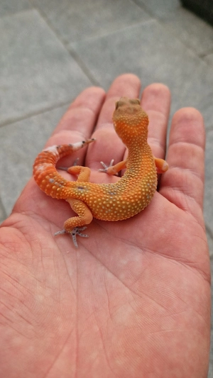 0.1 Mandarin Tangerine 