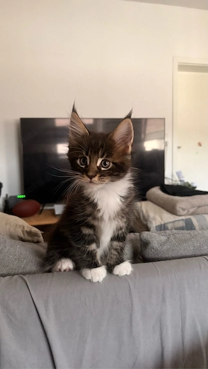 Maine-Coon-kitten