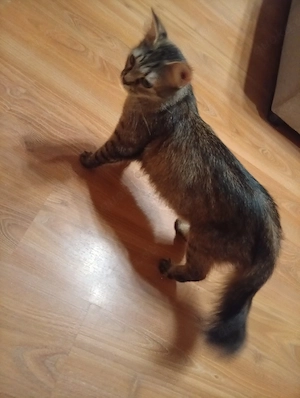 katze 1  Jahre alt 