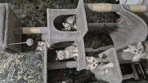 Reinrassige BKH kitten 
