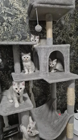Reinrassige BKH kitten 