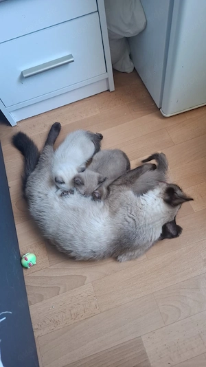 Babykatzen  zu verkaufen 
