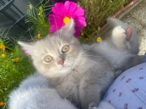 Schöne Katze sucht Schöne zuhause