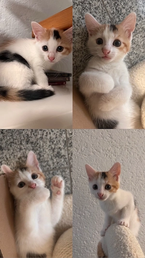 Babykatzen in liebevolle Hände abzu
