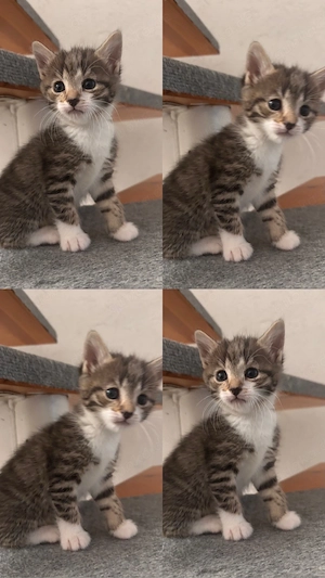 Babykatze in liebevolle Hände abzugeben