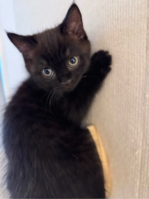 BKH Kitten sucht neues Zuhause