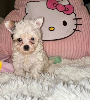 Yorkshire Terrier biewer schoko tan und black tan