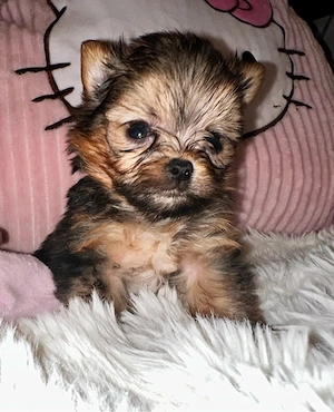 Yorkshire Terrier biewer schoko tan und black tan