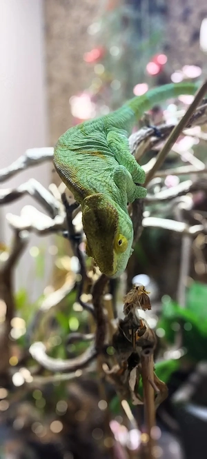 chamäleon calumma parsonii