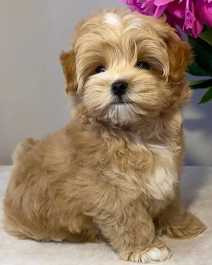Maltipoo 3 Monate